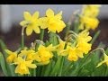 2014年 幸せの黄色い花 / 野に咲く花のように