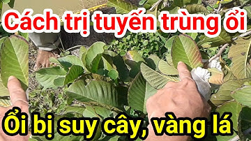 A28. Cách trị Tuyến Trùng hại rễ Ổi