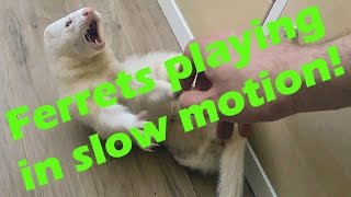 ferrets playing in slow motion  GoPro Hero4 black 240fps slowmo