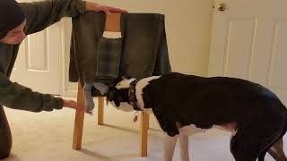 Enrichment Essentials: Upside Down Jeans Puzzle - Don't let the New Year turn you on your head! by J-R Companion Dog Training 246 views 4 months ago 3 minutes, 26 seconds