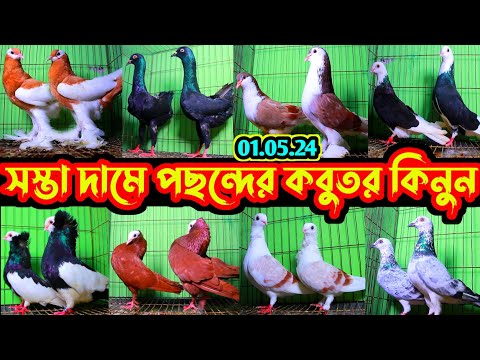সস্তা দামে পছন্দের ফেন্সি কবুতর কিনুন | ১০০% ডিম বাচ্চা গ্যারান্টি | সবচেয়ে কম দামে কবুতর বিক্রি হবে