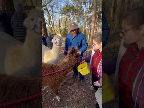 Alpaca morning walk