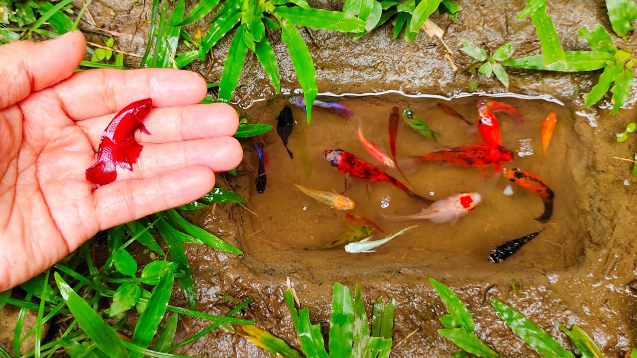 Wadidaw! Cari ikan cupang warna-warni, ikan molly balon, ikan mas, ikan hiu, ikan channa, ikan lele,
