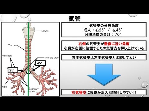 気管の構造 機能 No 3 三学会合同呼吸療法認定試験対策 シリーズ Youtube