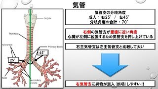 気管の構造 ・ 機能　～No 3 三学会合同呼吸療法認定試験対策　シリーズ～