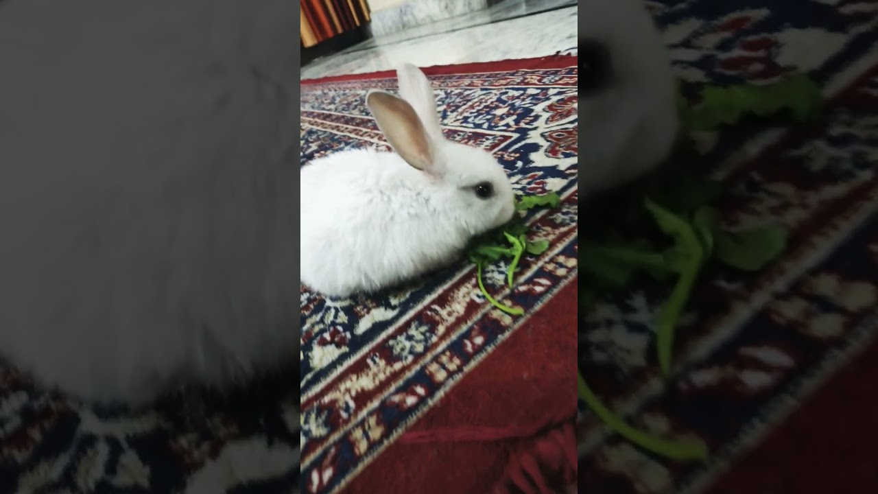 Rabbit boom boom ❣️❣️