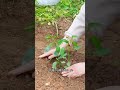 What are the benefits of planting two peppers at a time#Planting tips#Tips for growing