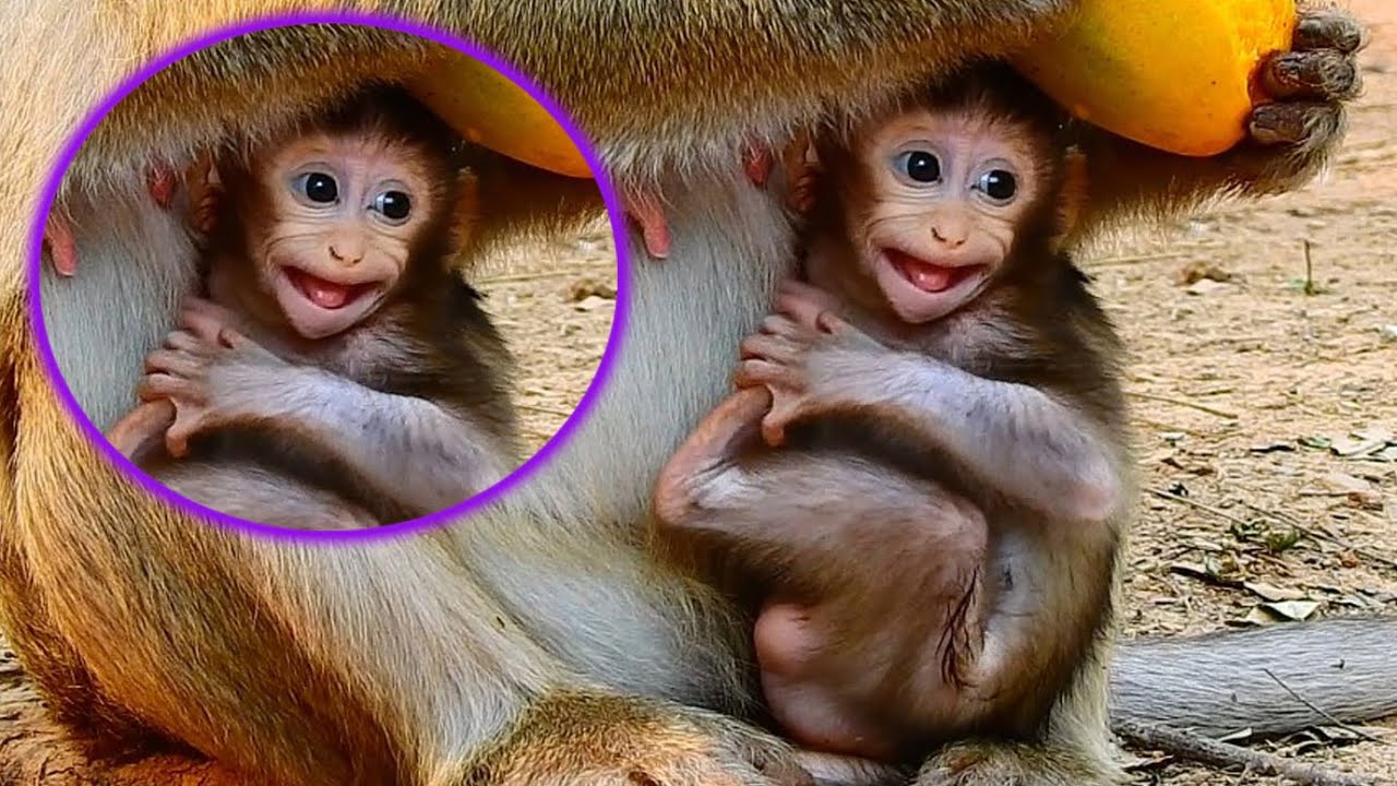 Pitiful !! adorable baby monkey newborn very difficult to drink milk ...