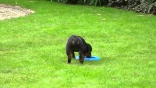 rottweiler pups van het Hezehof by Mario 883 views 11 years ago 3 minutes, 9 seconds