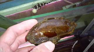 hatched Brown-banded Catshark - Chiloscyllium punctatum