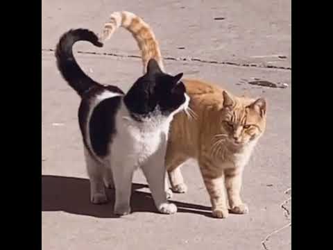 Collide Rachel Platten Sped Up