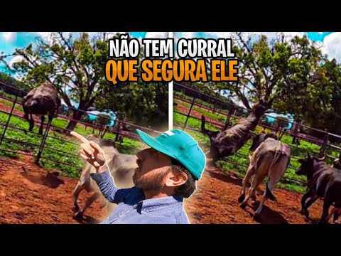 Vídeo: Elmlea tem laticínios nele?