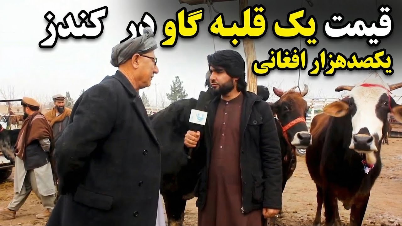 قلبه گاو در کندز 100 هزار افغانی! وضعیت بازار گاو امروز