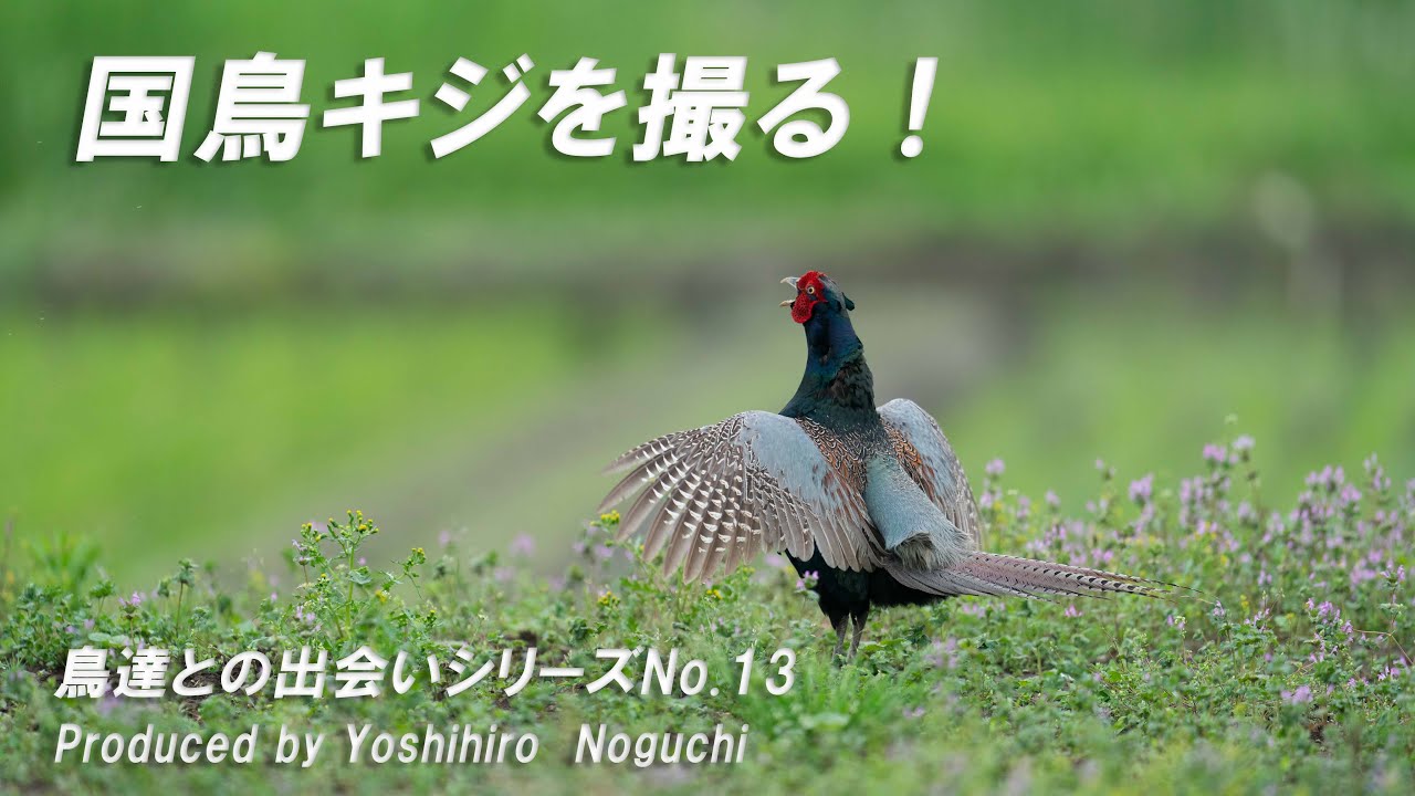 国鳥キジを撮る 鳥達との出会いシリーズ No 13 Youtube 国鳥キジを撮る 鳥達との出会いシリーズ No 13 Youtube