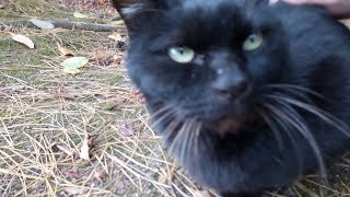 黒猫ちゃん、寒かったのか膝の上に乗ってきた。