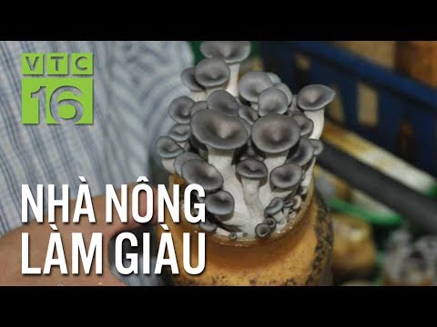 Trồng nấm theo công nghệ Hàn, thu 20 tỷ/năm | VTC16