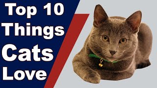 Top 10 Things Cats Love by Pets and Animals 76 views 3 years ago 6 minutes, 10 seconds