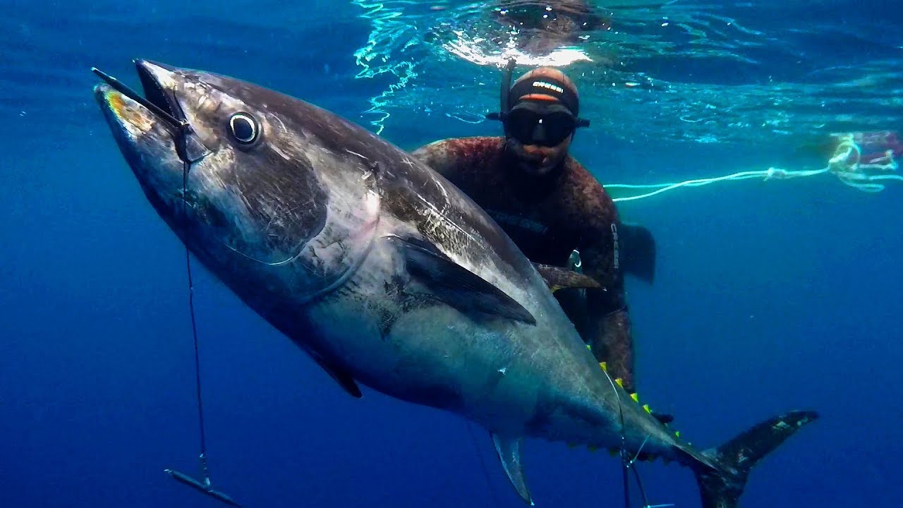 chasse sous marine - Bretagne 2017
