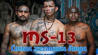 MS - 13. Как далеко забредут муравьи