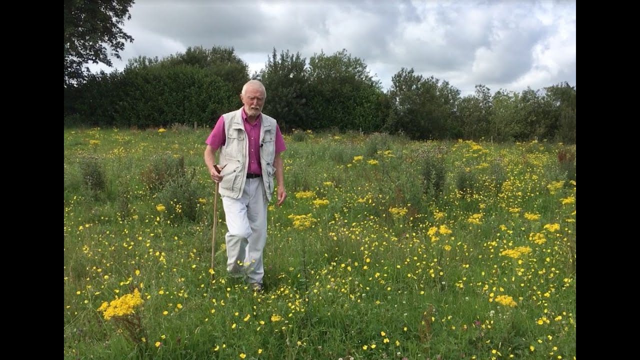 Ragwort with John Feehan in July, Wildflowers of Offaly series