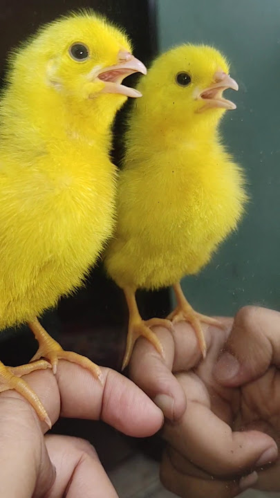 Wow cutie colour chicken video | hen  baby cutie sound | mugi ke chuze ke awaz #birds #wildlife