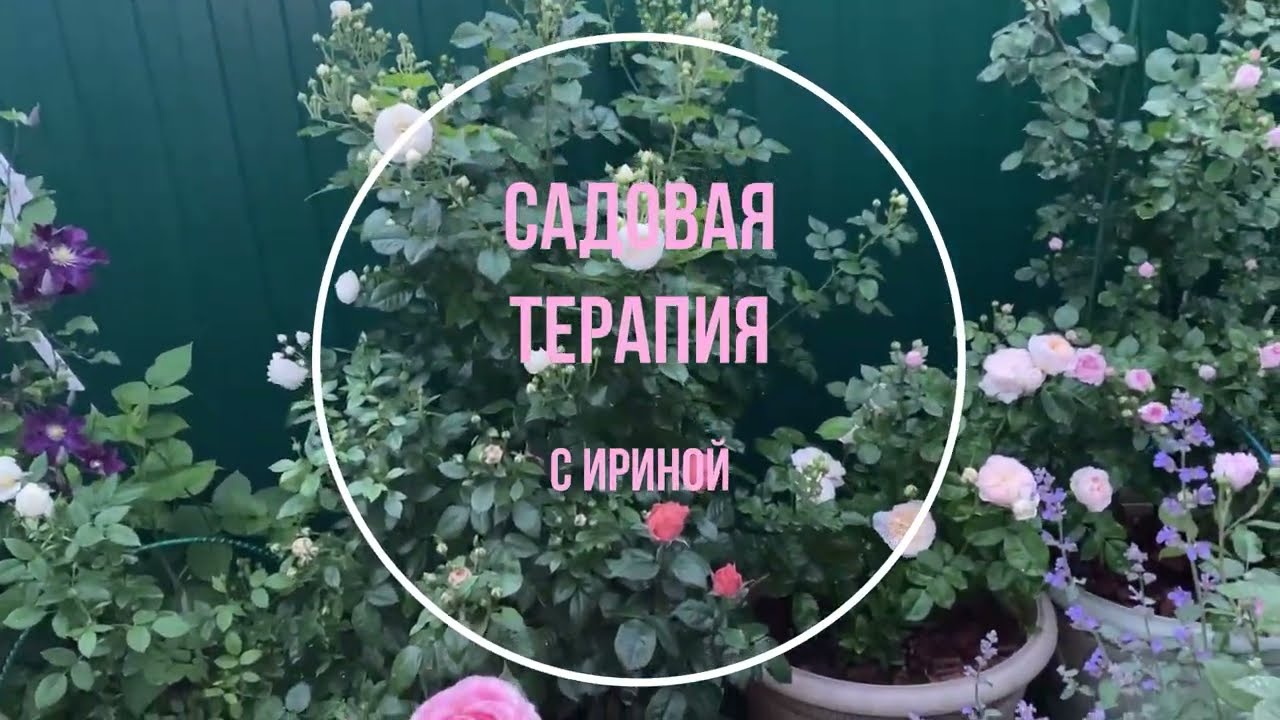 Мой многолетний опыт выращивания роз в кашпо.