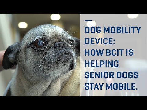 Video: Old Dog Haven ger äldre husdjur och värdighet
