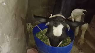 Viloge Day 2 Ramadan Series