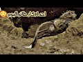 شاهد البوم ماذا يعطي افراخه | اوكار طيور غريبه في هذه المنطقه شاهد مع ابو مقتدى