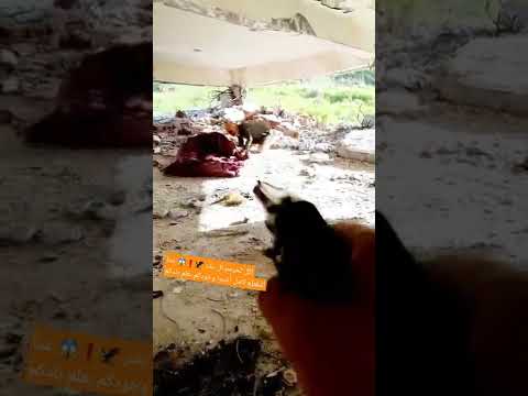 فيديو سكار اكل لحوم البشر