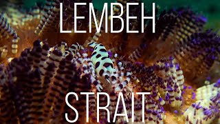 Lembeh Strait