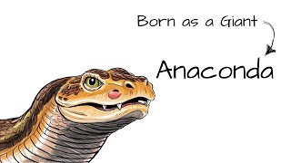 Why It S To Be Born As A Giant Anaconda