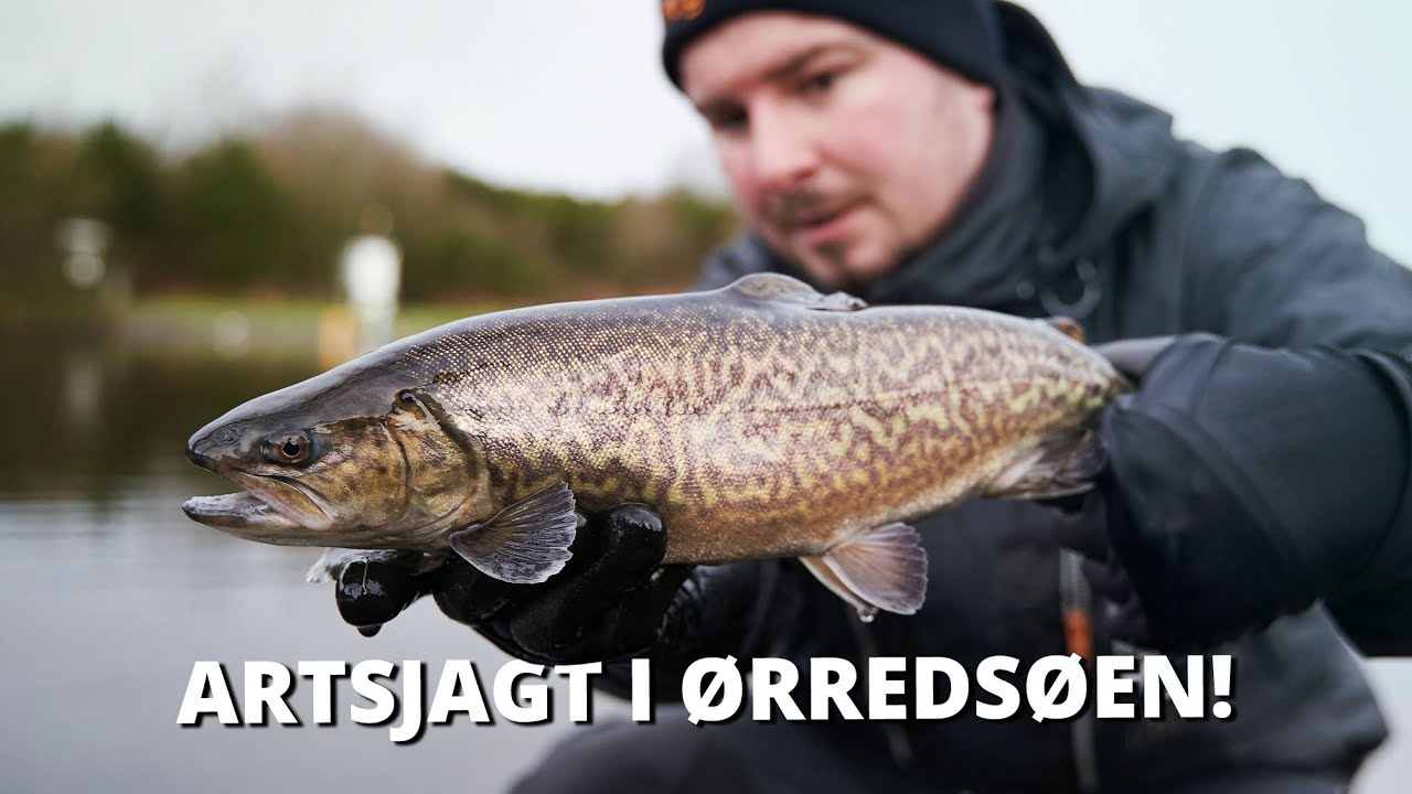 På Artsjagt I Stilbjerg Put & Take! Fang Flere Specialarter Med Disse Tricks