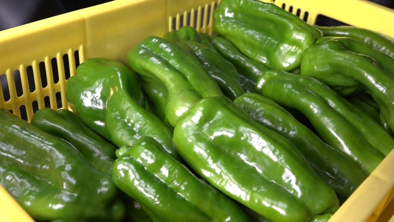 普通のピーマンよりも肉厚で3倍から4倍の重さ 特産の「ジャンボ