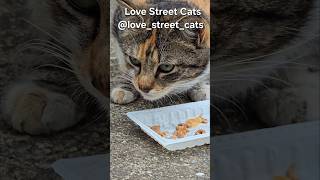 Feeding stray cats offers comfort during hard days 🐾🥣