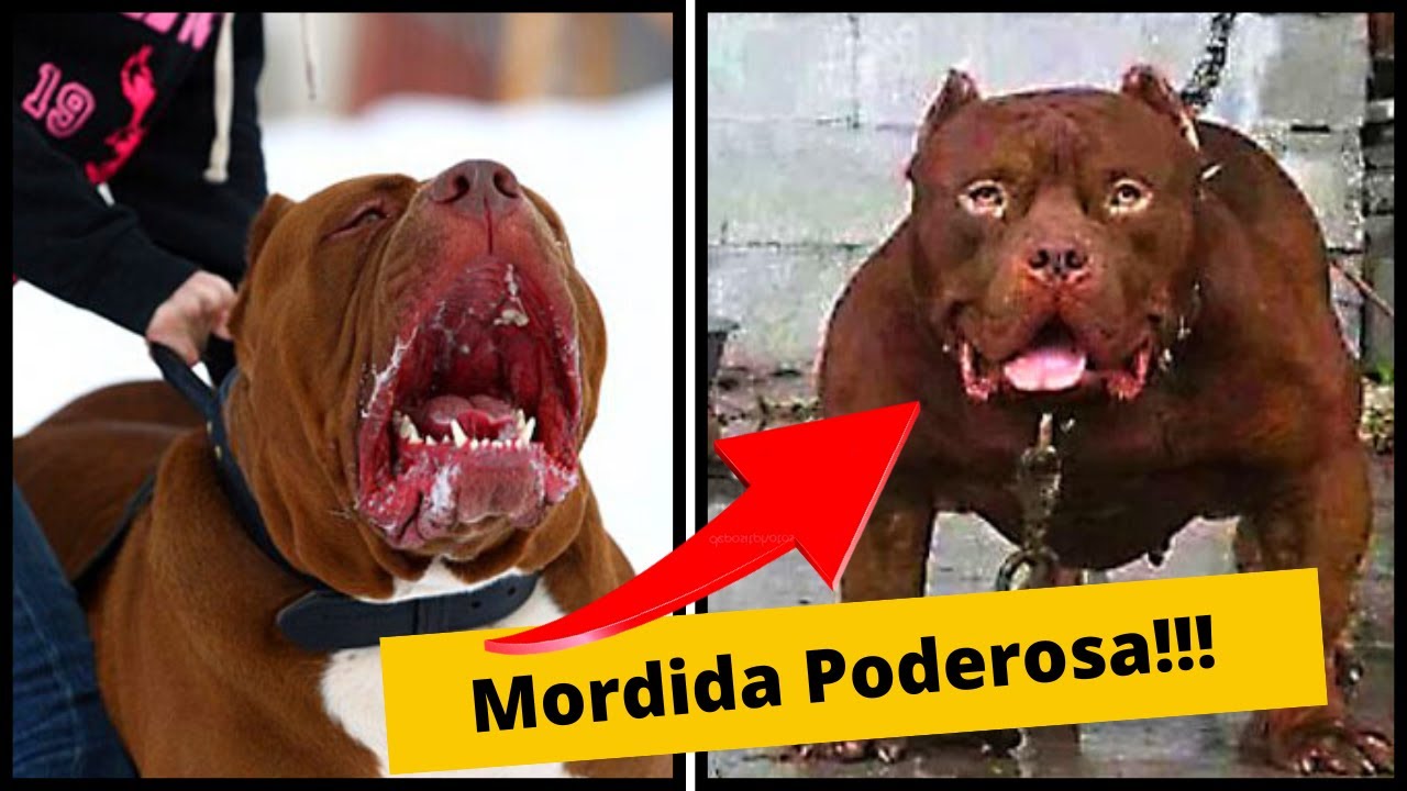 TOP! cães com a mordida mais forte do mundo!!!!! [Cane Corso ...
