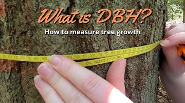 What is DBH (diameter at breast height)? How to measure tree growth.