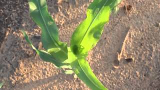 Climate Witness Video- Farmers Face Challenges Due to Climate Change