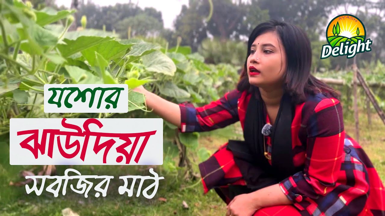 যশোরের ঝাউদিয়া গ্রামের সবজির মাঠ | Jashore | Jhaudia | Tondra | Ayash Delight | 2026