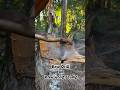 Survival skill, making fire by rubbing a Bow Drill on a raw tree stump #primitivefirelighting