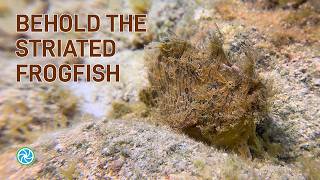 Bonaire Dive Highlights - Behold The Striated Frogfish