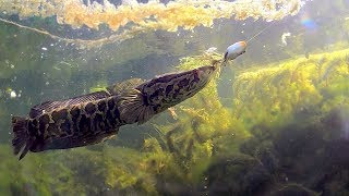 Ловим змееголова. Озеро Балхаш | Планета рыбака ©