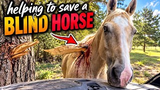What Happened To Our Blind Rescue Horse