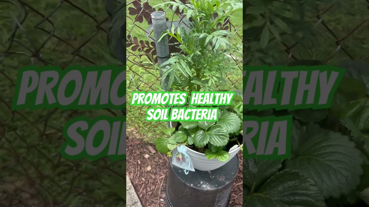 You have sad plants? what I use for natural fertilizer 