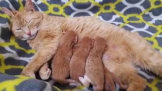 Nebraska Humane- Petco Innovation Grant Submission