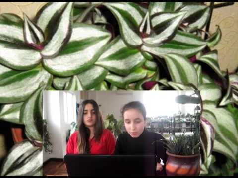 Video: Կանաչ դեղատուն տանը. Kalanchoe Degremona