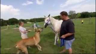 dogs 101 - great dane by Sir Gregoryson 21,470 views 8 years ago 5 minutes, 46 seconds