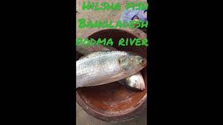 Poddma River Big Fish Catching And Cutting Bd Fishing Expert By Woman .