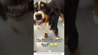 Hilarious clips of playful goofy puppies ?☁️?#puppy #funnypuppy #dogs #funnydogvideos #doglover #p