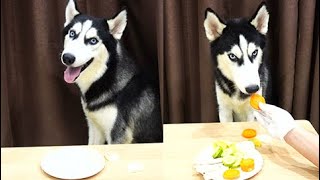 Dog Reviewing Different Types Of Food - Husky Reviews Food by Puppies TV 391 views 1 year ago 6 minutes, 20 seconds